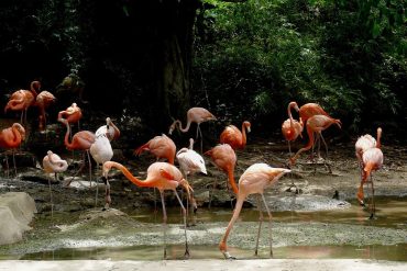 Birdwatching in Repubblica Dominicana