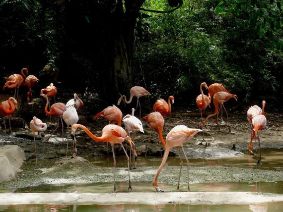 Birdwatching in Repubblica Dominicana