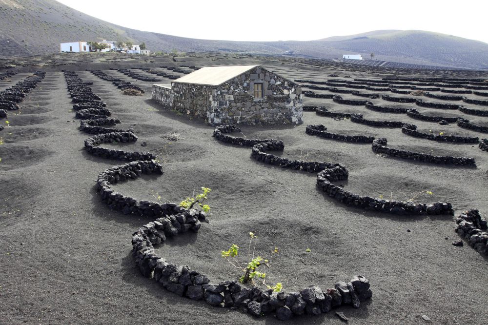 La-Geria-Lanzarote@hello-canary-islands