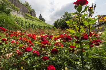 FOTO RAPPERSWIL-CITTA DELLE ROSE