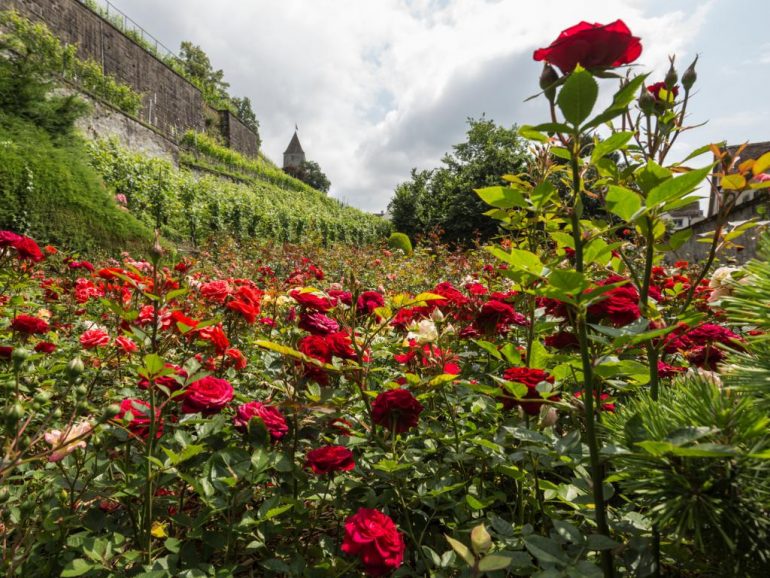 FOTO RAPPERSWIL-CITTA DELLE ROSE