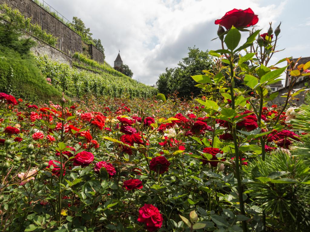 FOTO RAPPERSWIL-CITTA DELLE ROSE
