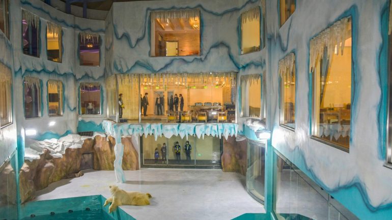Polar Bear Hotel