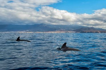 canarie balene cetacei