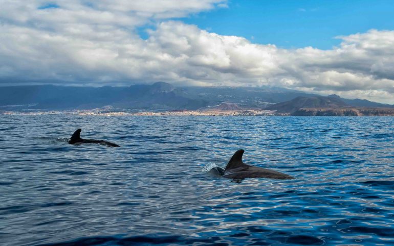 canarie balene cetacei