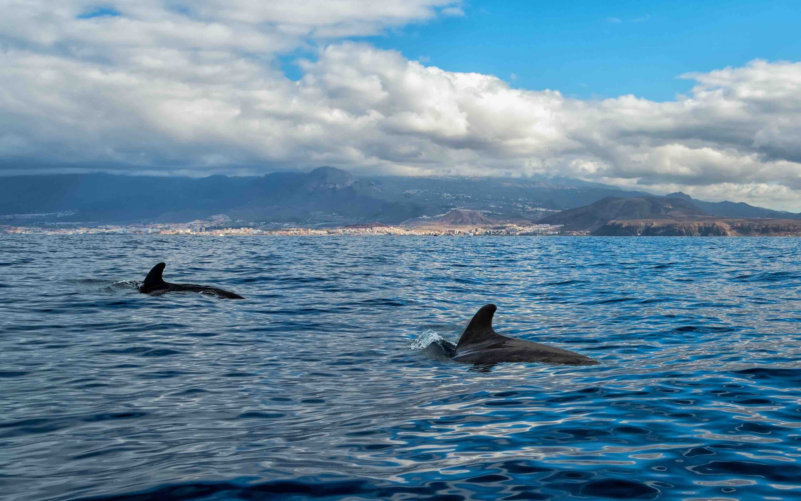 canarie balene cetacei