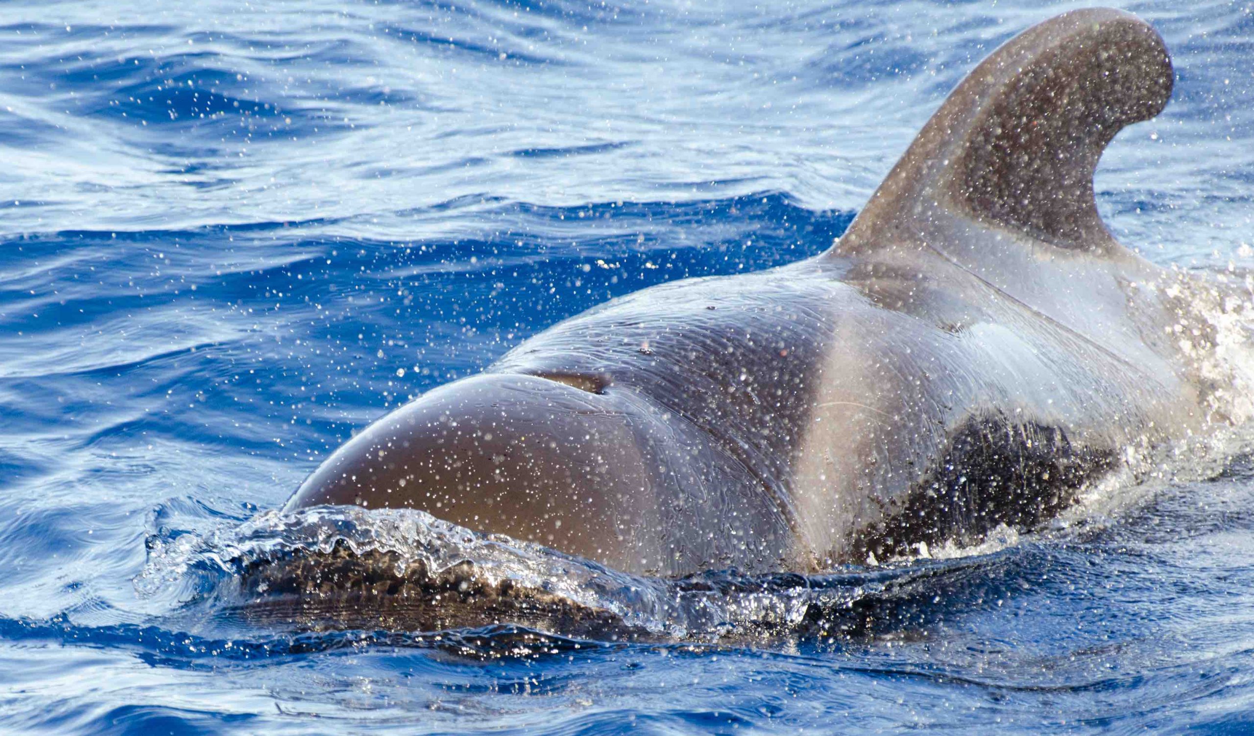 balena a tenerife