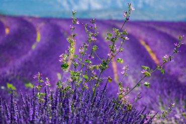 mappae itinerari piante aromatiche