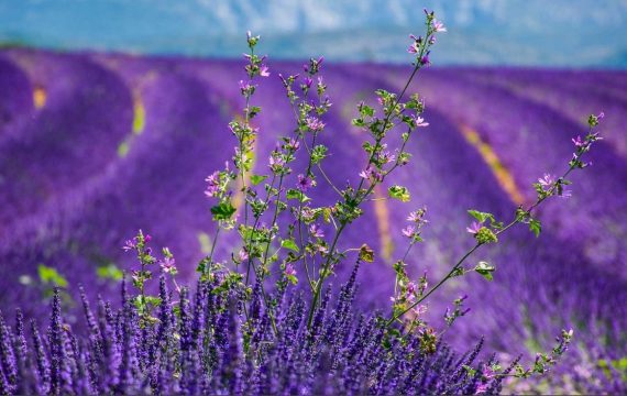 mappae itinerari piante aromatiche