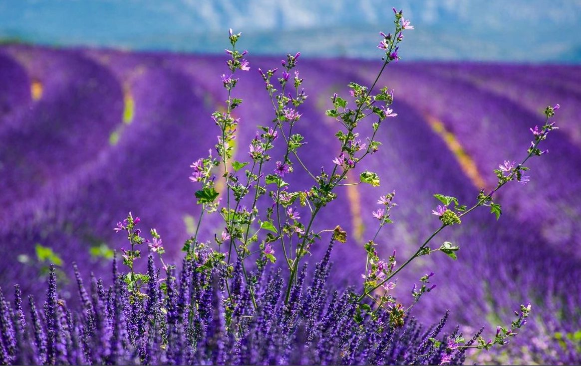 mappae itinerari piante aromatiche