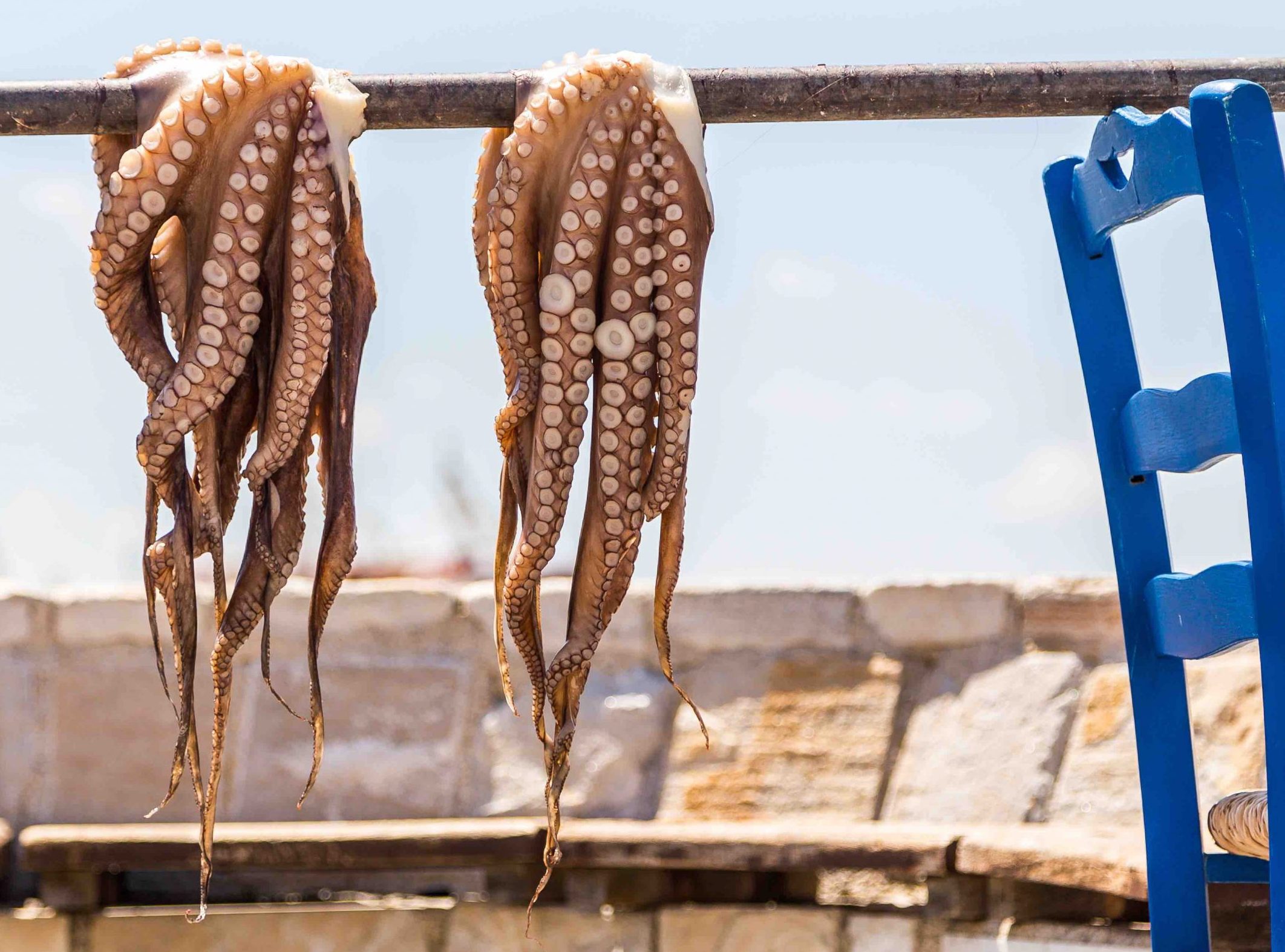 polpi pescati grecia