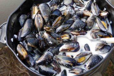 cozze irlandese panna