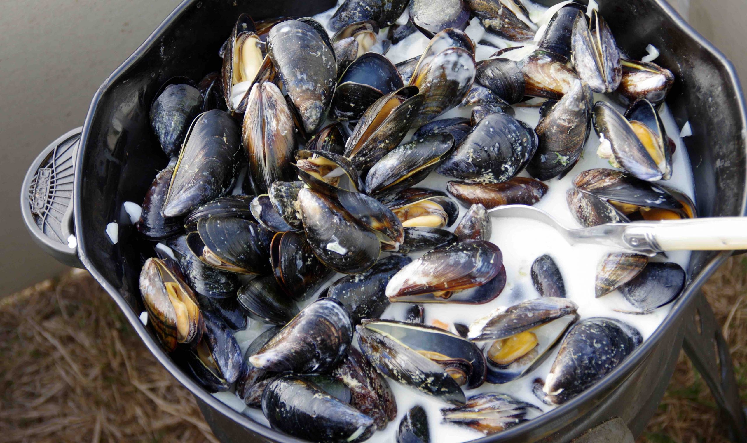 cozze irlandese panna