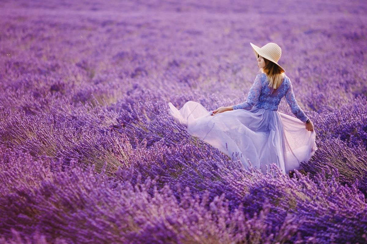 lavanda alessandria monferrato