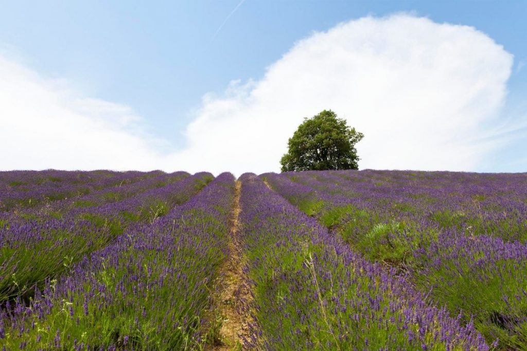 lavanda alessandria monferrato