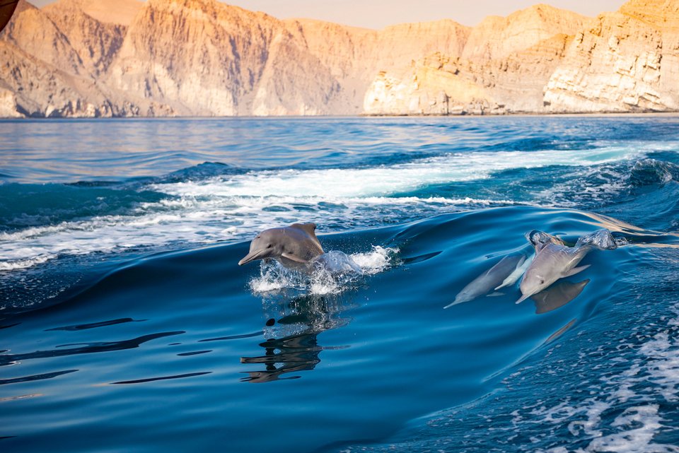 wwf crociere di ricerca delfini