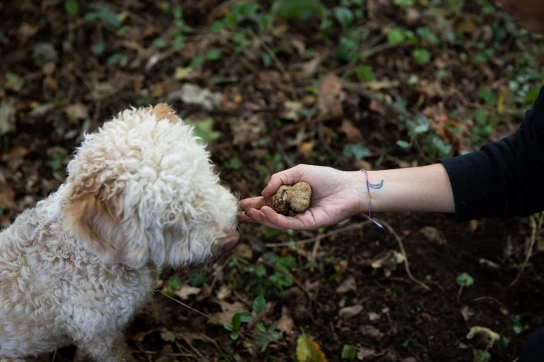 Langhe Truffle concierge credits Letizia Cigliutti