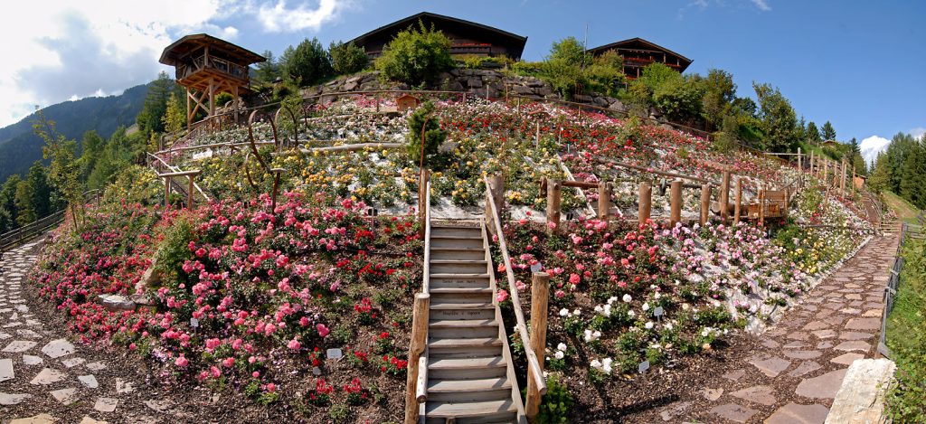 Roseto più alto d'Europa - @hotel Tyrol