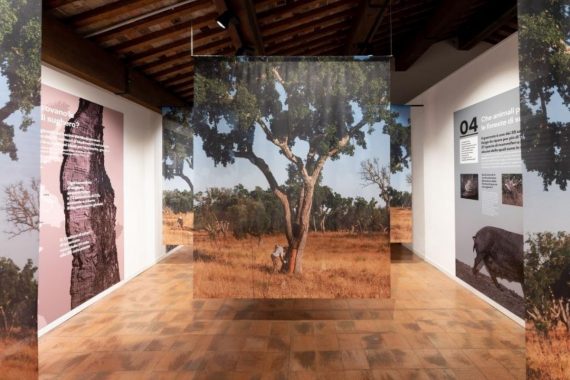 mostra sughero