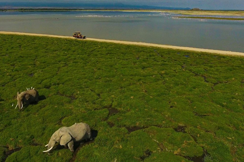 Elefanti Amboseli Park Kenya