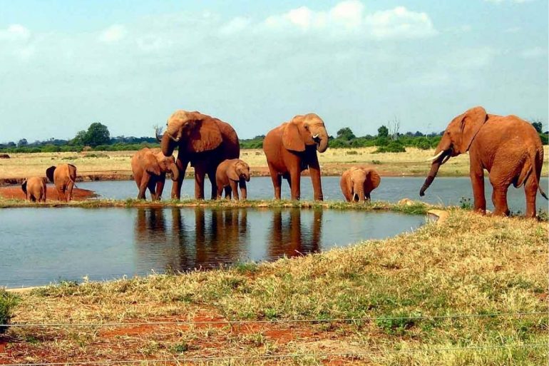 elefanti kenya parchi