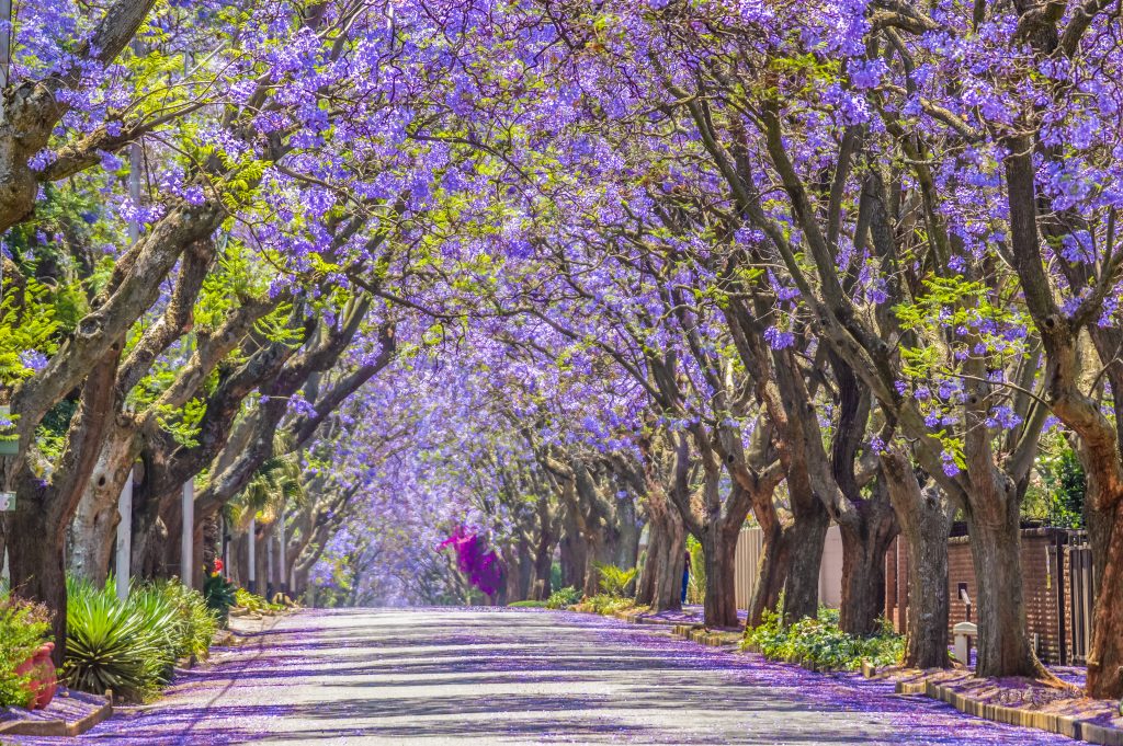 jacaranda sud africa