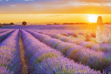 viaggi very peri 2022 lavanda