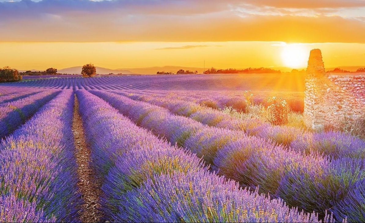 viaggi very peri 2022 lavanda