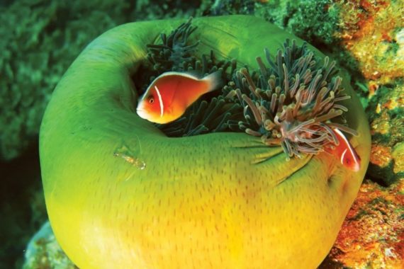 diving filippine