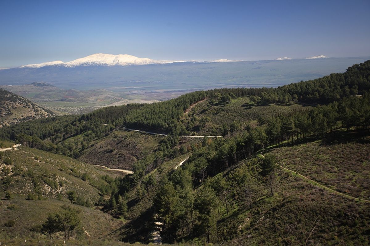 foresta di baram israele
