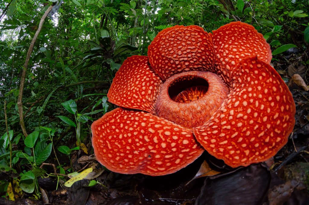 rafflesia
