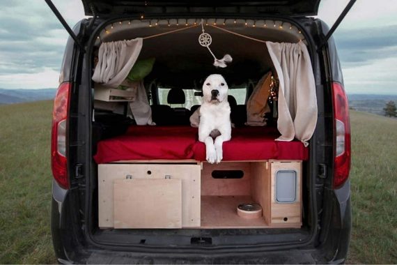 trippet vacanza cane