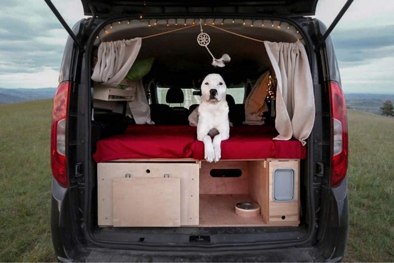 trippet vacanza cane
