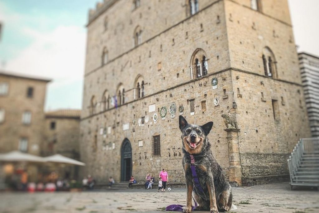 trippet vacanza cane