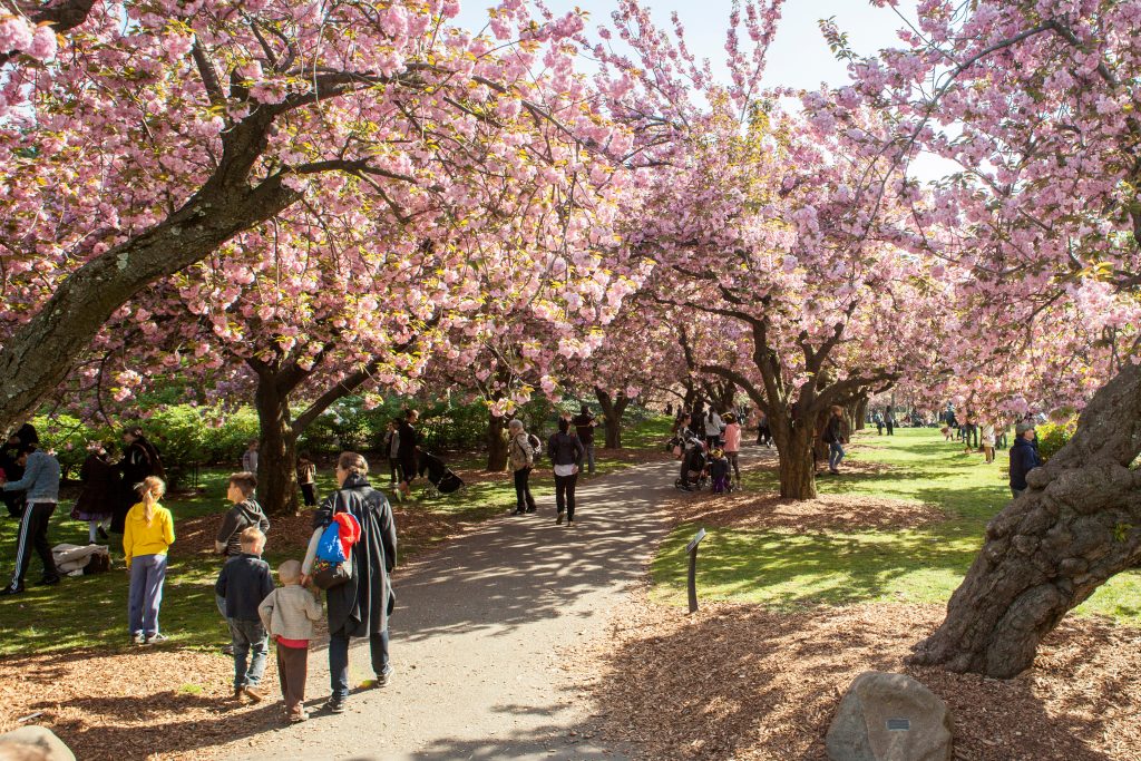 Cherry Blossom Festival