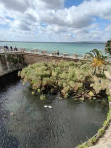 Fonte Aretusa, Siracusa