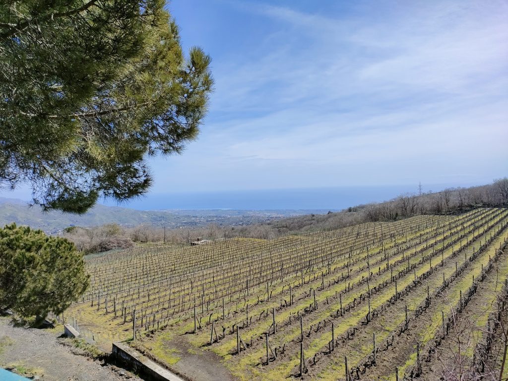 I vigneti dell'azienda Gambino a Linguaglossa