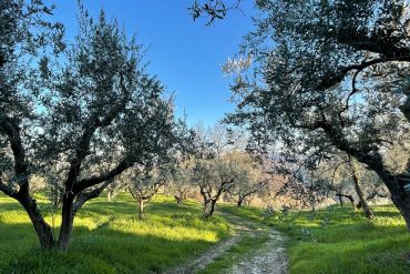 Ulivi Umbria