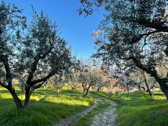 Ulivi Umbria