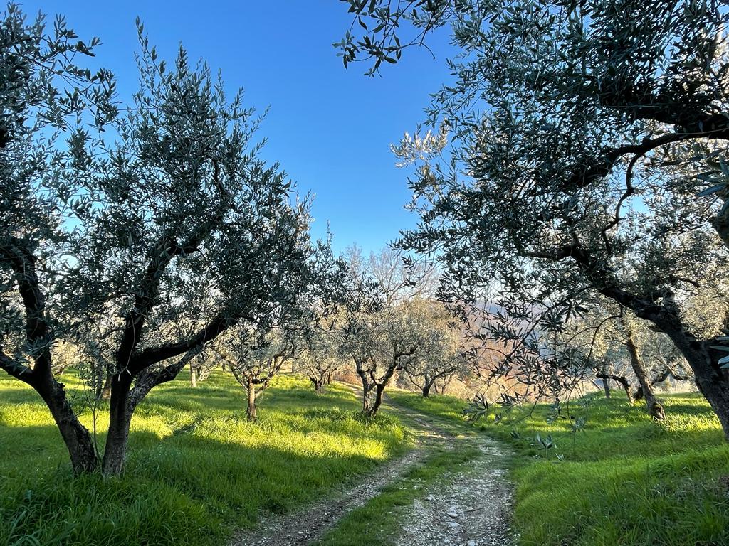 Ulivi Umbria