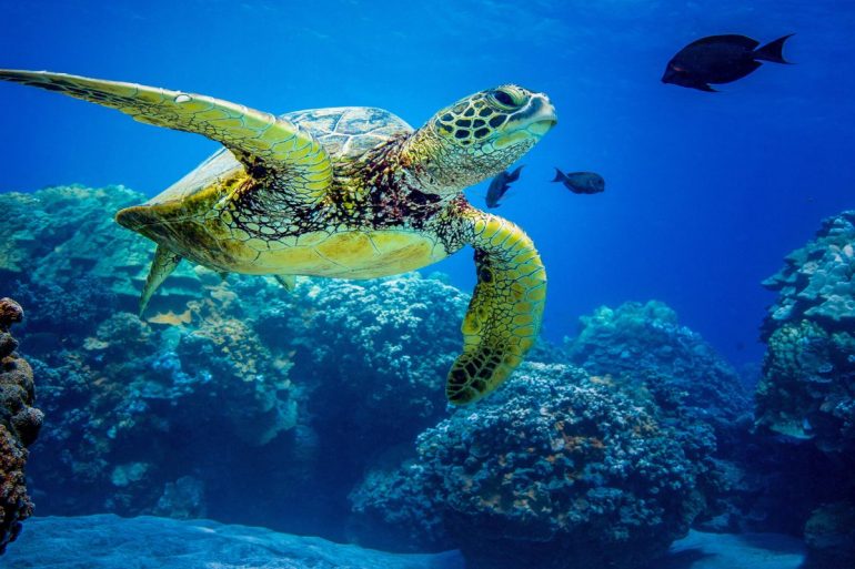 giornata mondiale degli oceani