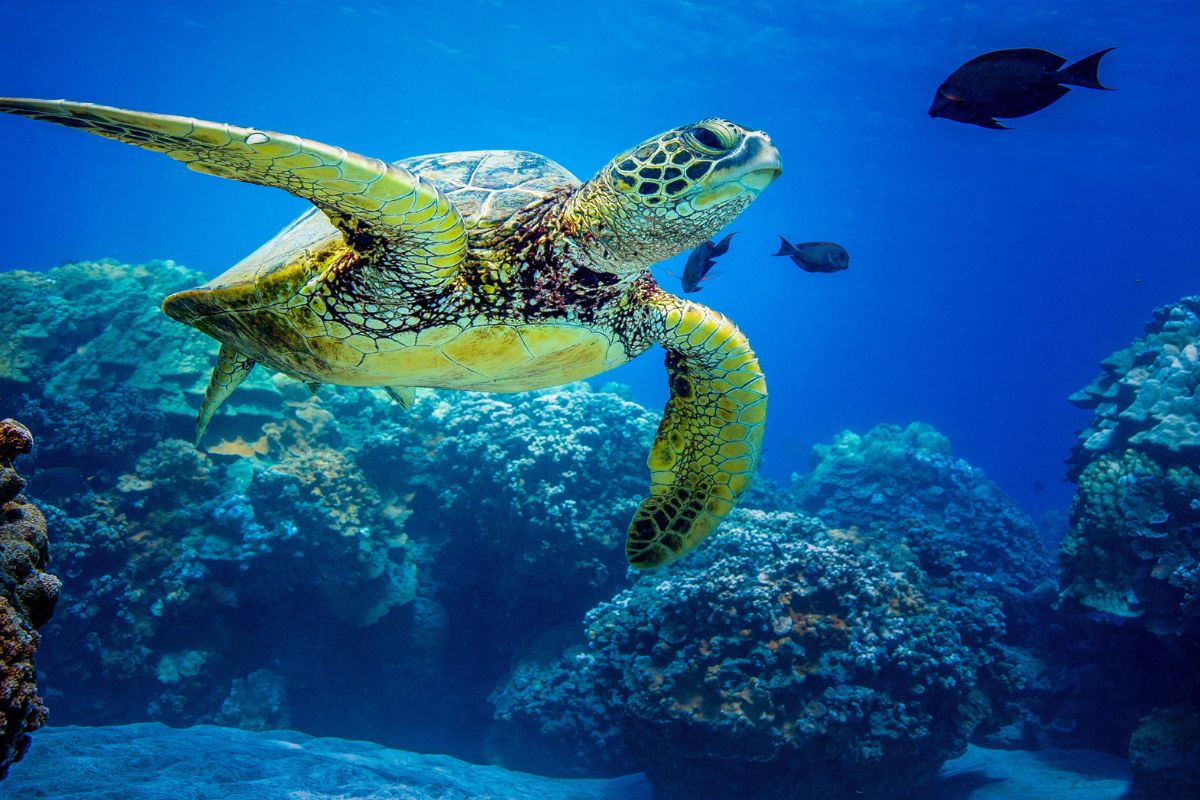 giornata mondiale degli oceani
