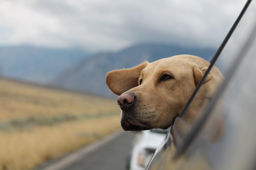 in vacanza col cane