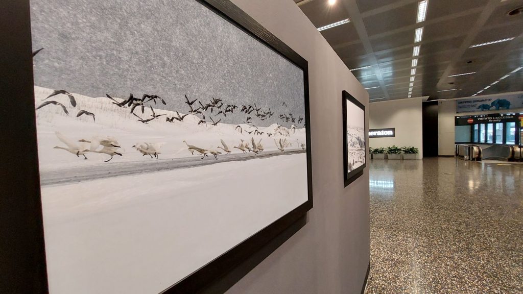 PhotoSquare, Malpensa, Elisabetta Rosso