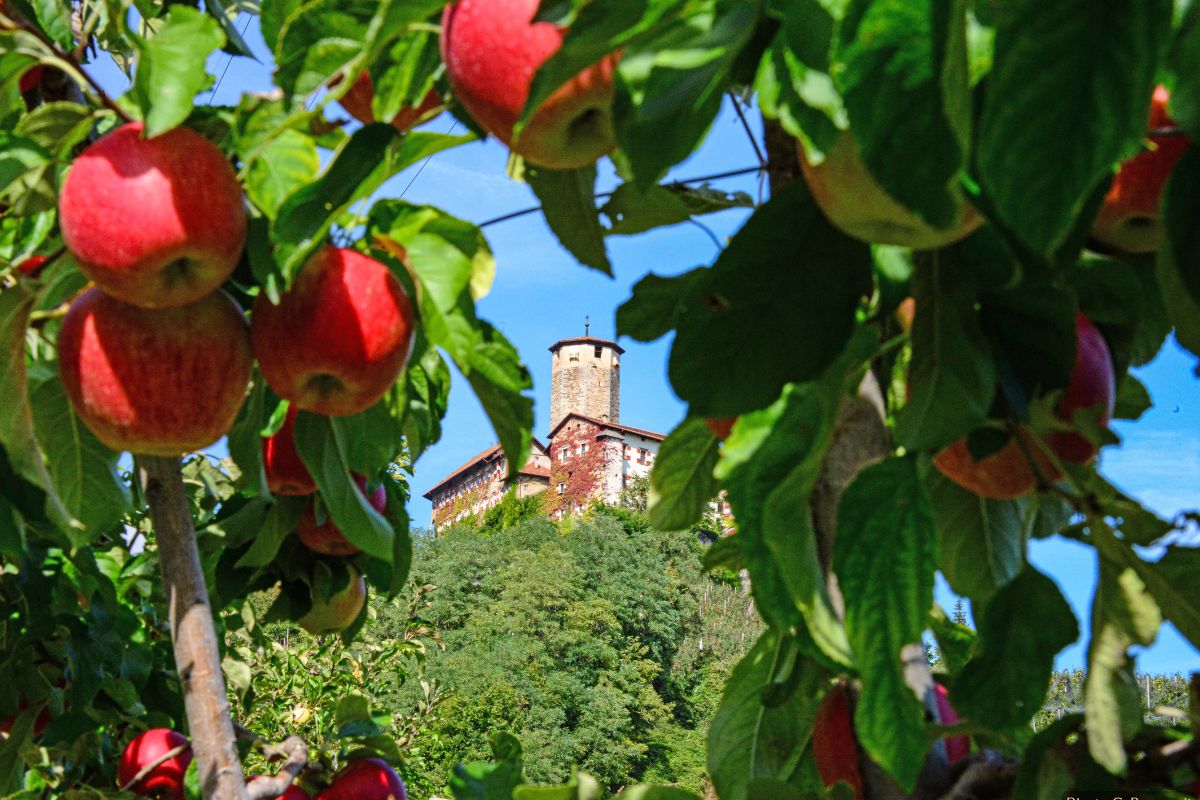 Pomaria