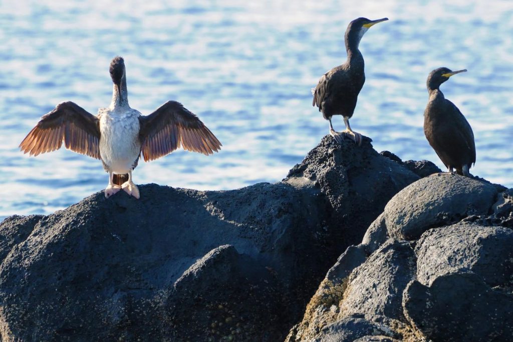 birdwatching Ventotene
