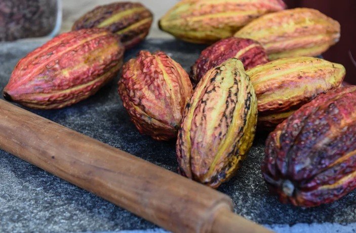 fave di cacao