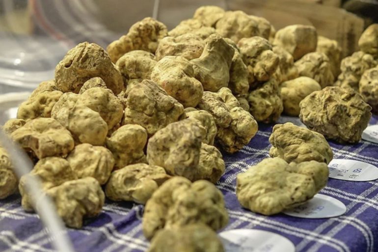 Tartufo bianco d'Alba