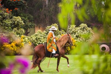 Daniel Silva - Cavallo Paso peruviano nell'allevamento di Mamacona, credits Promperù