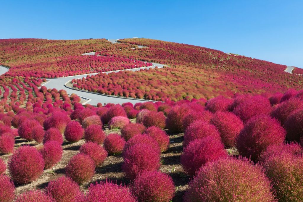 Hitachi Seaside Park, Giappone
